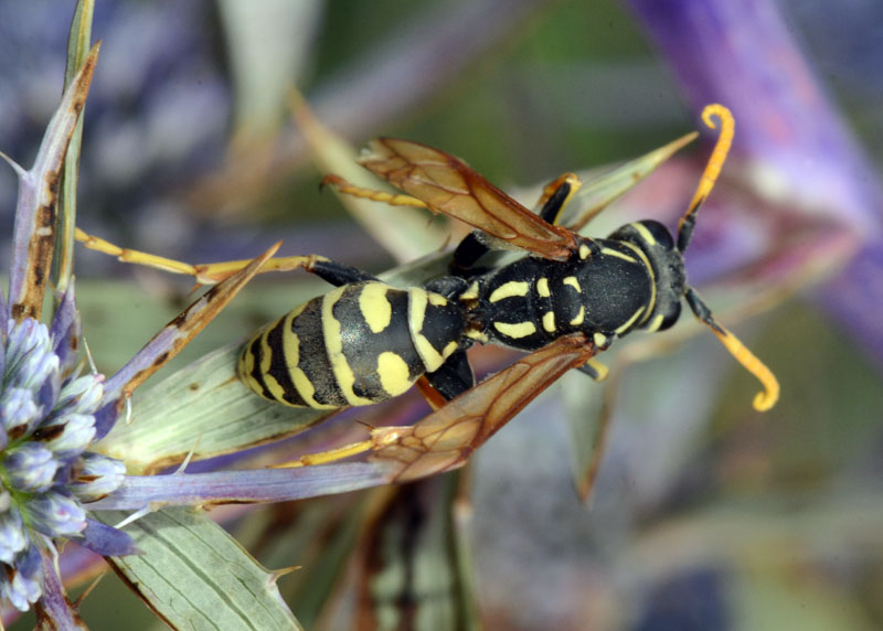 Polistes semenowi